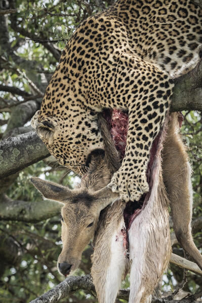 Leopard on top of a tree with a fresh kill, maasaimara national reserve, Kenya
