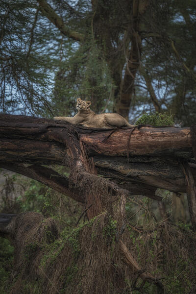 Lion resting on a tree in Lake Nakuru National Park, Nakuru, Kenya
