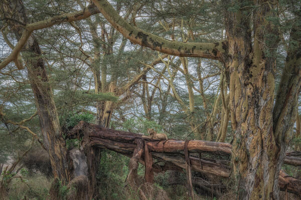 Lion resting on a tree in Lake Nakuru National Park, Nakuru, Kenya
