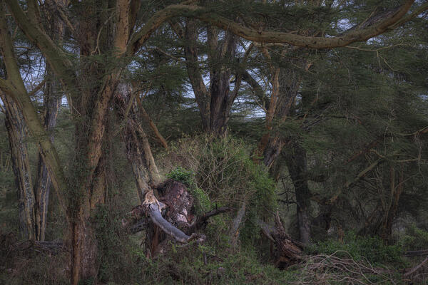 Lion resting on a tree in Lake Nakuru National Park, Nakuru, Kenya
