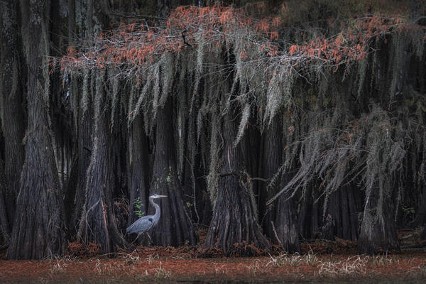 great blue heron in Lake Caddo, Texas