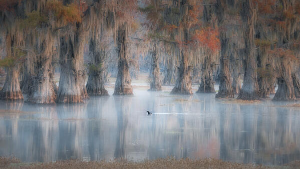A brid swimming in a Pond in Lake Caddo, Texas