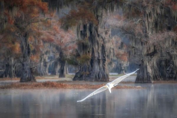 great egret (Ardea alba), also known as the common egret, large egret, great white egret or great white heron in Lake Caddo, Texas
