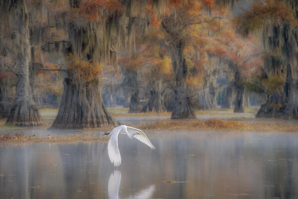 great egret (Ardea alba), also known as the common egret, large egret, great white egret or great white heron in Lake Caddo, Texas
