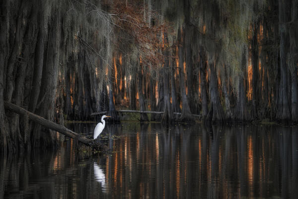 great egret (Ardea alba), also known as the common egret, large egret, great white egret or great white heron in Lake Caddo, Texas
