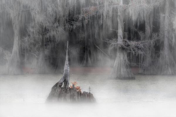 Bald cypress in lake caddo, texas