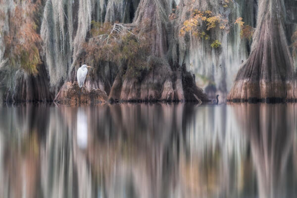 great egret (Ardea alba), also known as the common egret, large egret, great white egret or great white heron in Lake Martin, Louisiana.