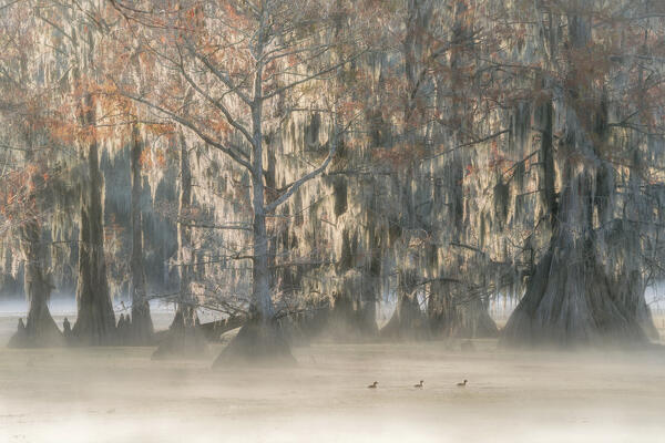 birds swimming in a misty pond in lake caddo, texas