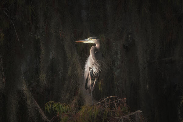 Great blue heron in lake martin, Louisiana.