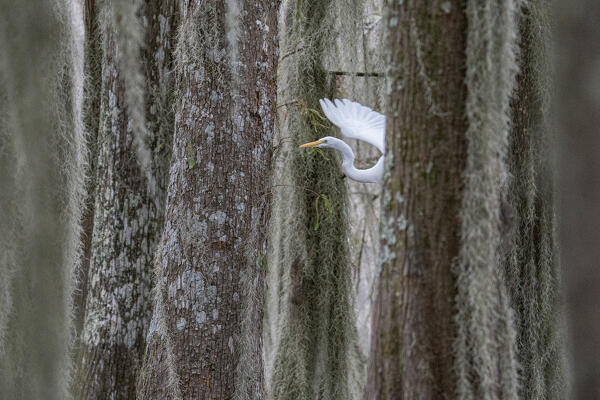 great egret (Ardea alba), also known as the common egret, large egret, great white egret or great white heron in Lake Martin, Louisiana.