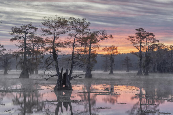 Bald cypress in lake caddo, texas