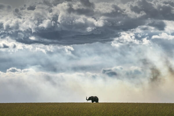 Elephant silhouette in the Maasai Mara, Kenya