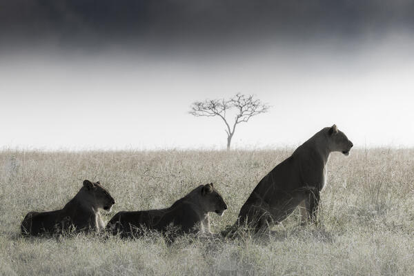 Lionesses in the mist, Masai Mara, Kenya