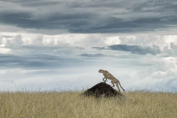 Cheetah on a termite hill, Maasai Mara, Kenya