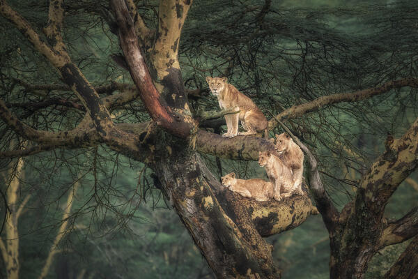 Lion family on a tree in Lake Nakuru National Park, kenya