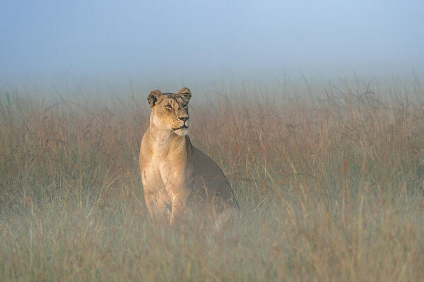 Lioness in a misty morning in the Maasai Mara, Kenya