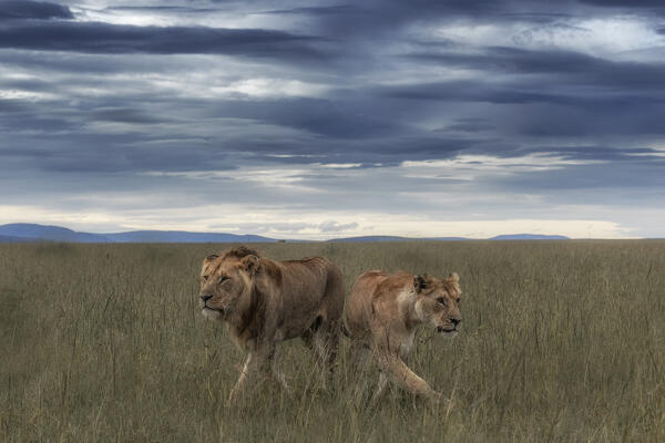 Lion pair in the Maasai Mara, Kenya