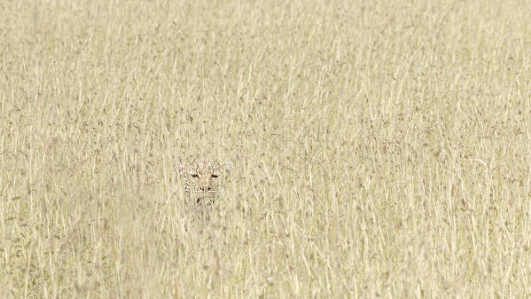 Leopard hiding in the high grass, Maasai Mara, Kenya