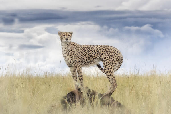 Cheetah on a termite hill, Maasai Mara, Kenya