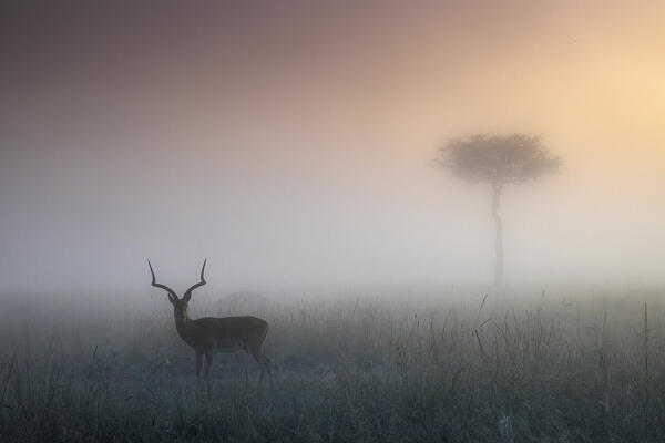 Impala in the mist at sunrise, Maasai Mara, Kenya