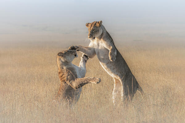 Lioness in a misty morning in the Maasai Mara, Kenya