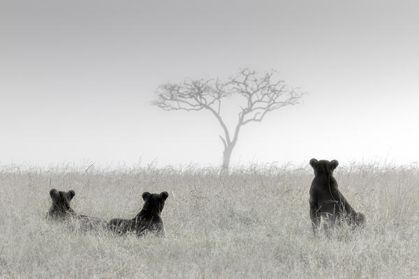 Lionesses in the mist, Masai Mara, Kenya