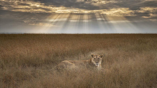 Lioness at sunrise, Maasai Mara, Kenya

