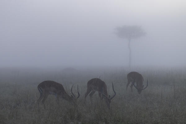Impalas (Aepyceros melampus) in a misty sunrise in the Masaimara, Kenya