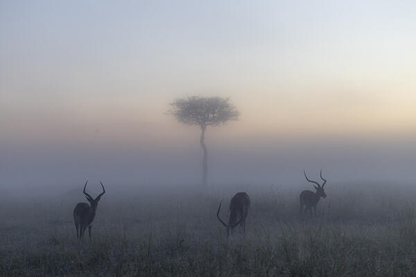 Impalas (Aepyceros melampus) in a misty sunrise in the Masaimara, Kenya
