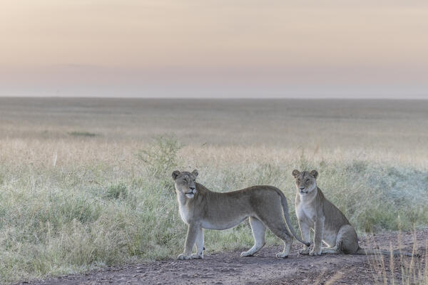 Lioness in a misty sunrise in the Masaimara, Kenya