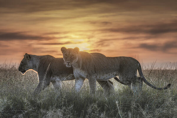 Lioness in a misty sunrise in the Masaimara, Kenya