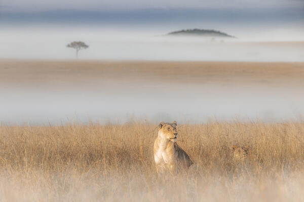 Lioness in a misty sunrise in the Masaimara, Kenya