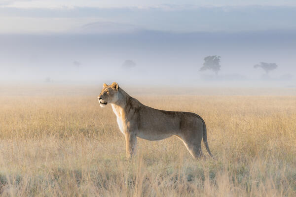 Lioness in a misty sunrise in the Masaimara, Kenya