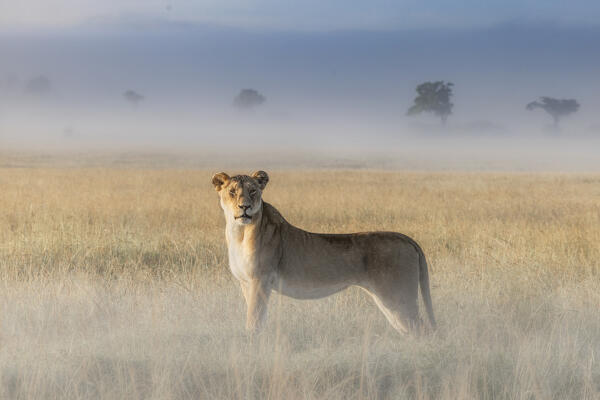 Lioness in a misty sunrise in the Masaimara, Kenya