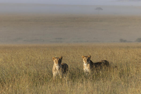 Lioness in a misty sunrise in the Masaimara, Kenya