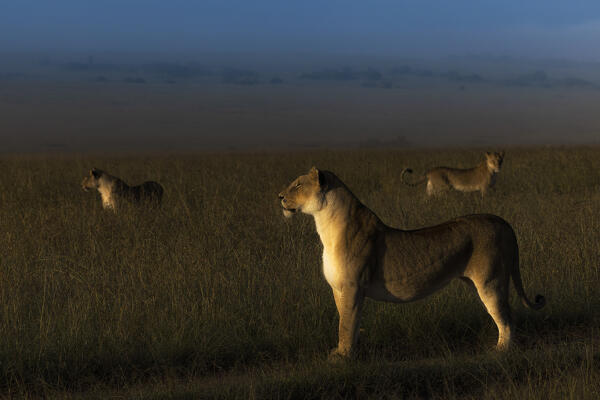 Lioness in a misty sunrise in the Masaimara, Kenya