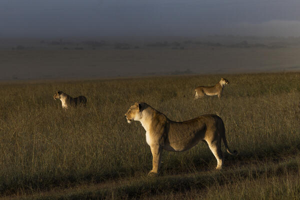 Lioness in a misty sunrise in the Masaimara, Kenya