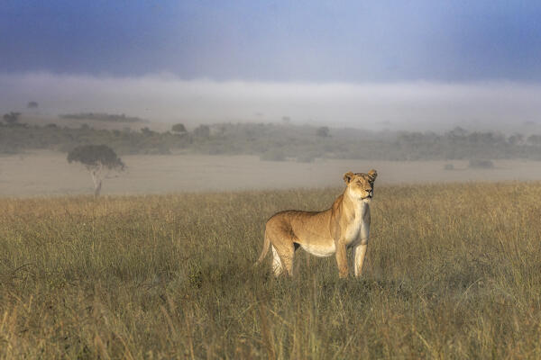 Lioness in a misty sunrise in the Masaimara, Kenya