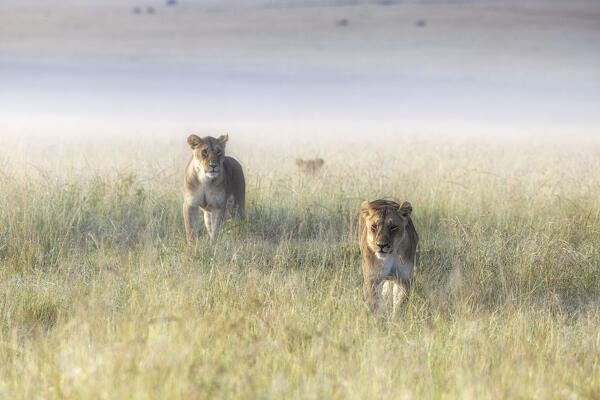 Lioness in a misty sunrise in the Masaimara, Kenya