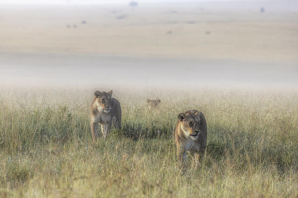 Lioness in a misty sunrise in the Masaimara, Kenya