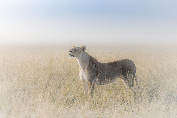 Lioness in a misty sunrise in the Masaimara, Kenya
