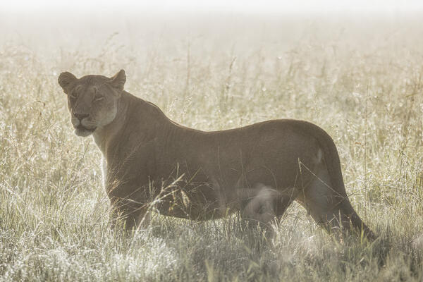Lioness in a misty sunrise in the Masaimara, Kenya