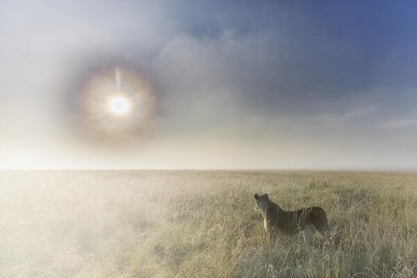 Lioness in a misty sunrise in the Masaimara, Kenya