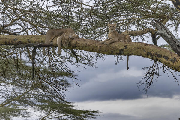 Lioness on a tree in Lake Nakuru National Park, Kenya