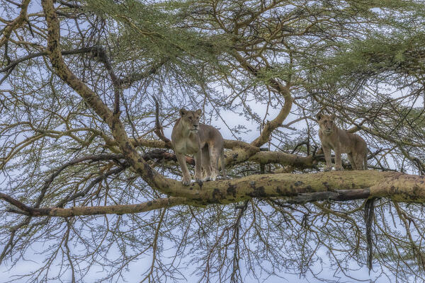 Lioness on a tree in Lake Nakuru National Park, Kenya