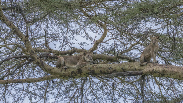 Lioness on a tree in Lake Nakuru National Park, Kenya