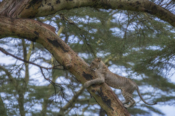 Lioness on a tree in Lake Nakuru National Park, Kenya