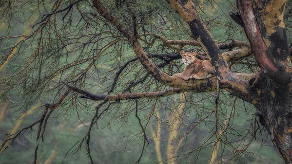 Lioness on a tree in Lake Nakuru National Park, Kenya