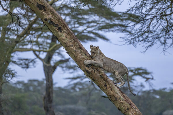 Lioness on a tree in Lake Nakuru National Park, Kenya
