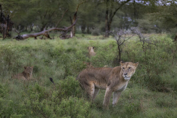 Lioness in Lake Nakuru national park, Kenya